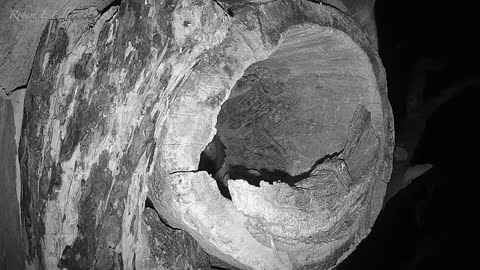 Tawny Owl Luna's Tragic Loss Has a Happy Ending🦉