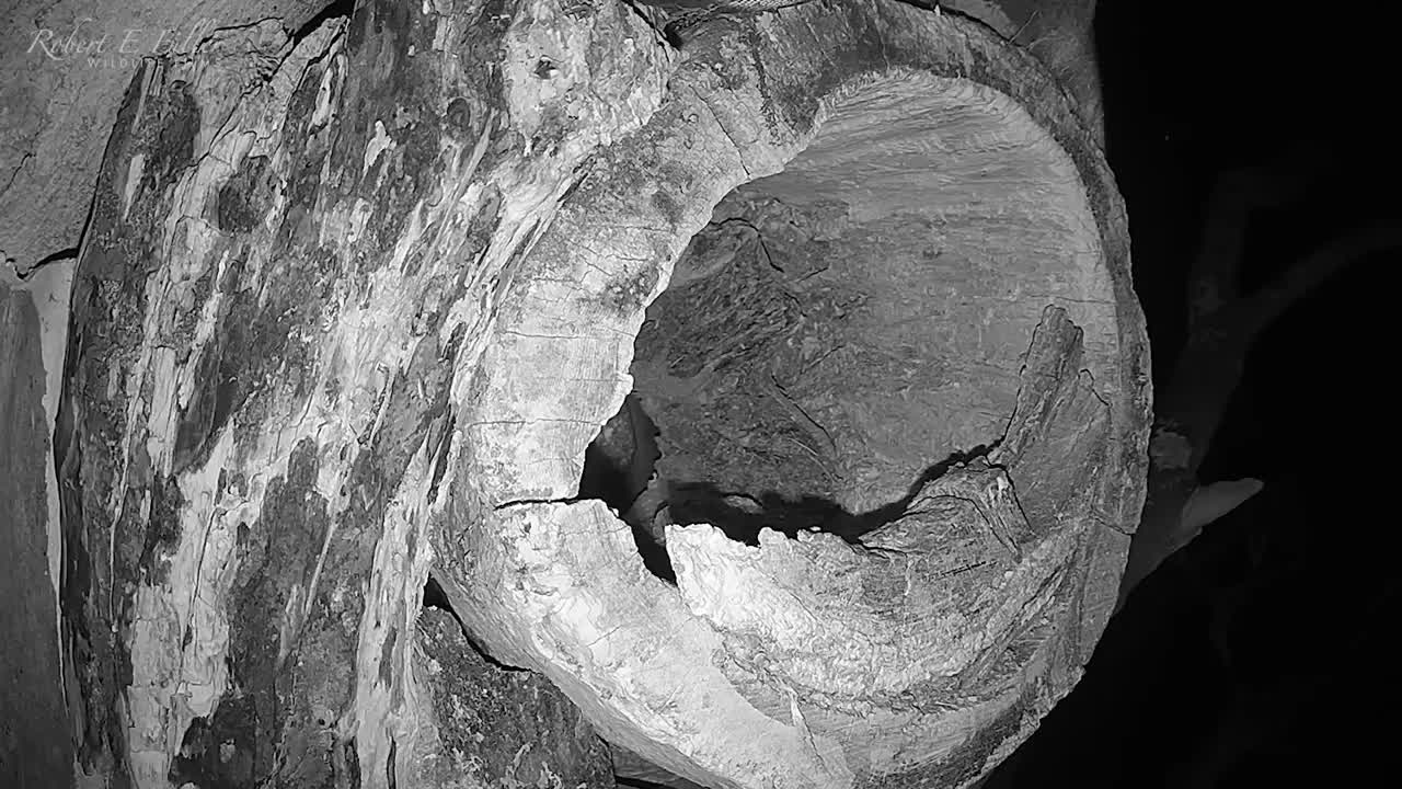 Tawny Owl Luna's Tragic Loss Has a Happy Ending🦉