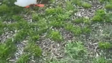 Funny animals hub, funny animals club, funny animals dancing 💃, funny animals fighting