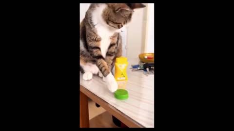 Funny Cat