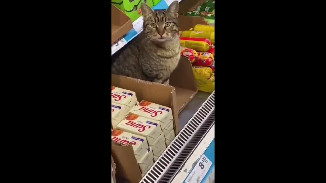BEST CAT COMPILATION PART 1