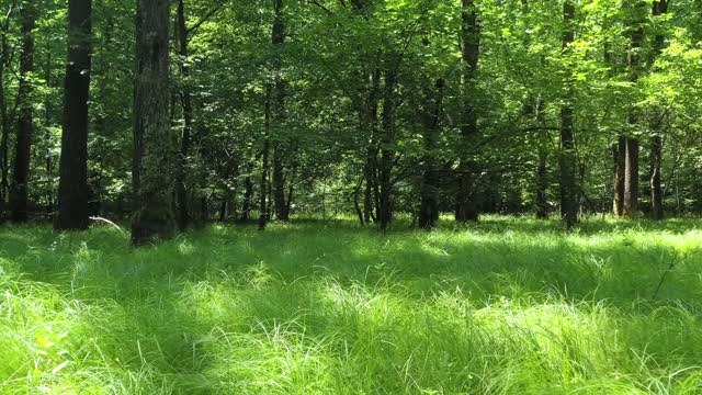 beautiful forests in the world |Grasslands |Susantha11