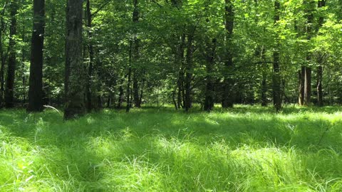 beautiful forests in the world |Grasslands |Susantha11