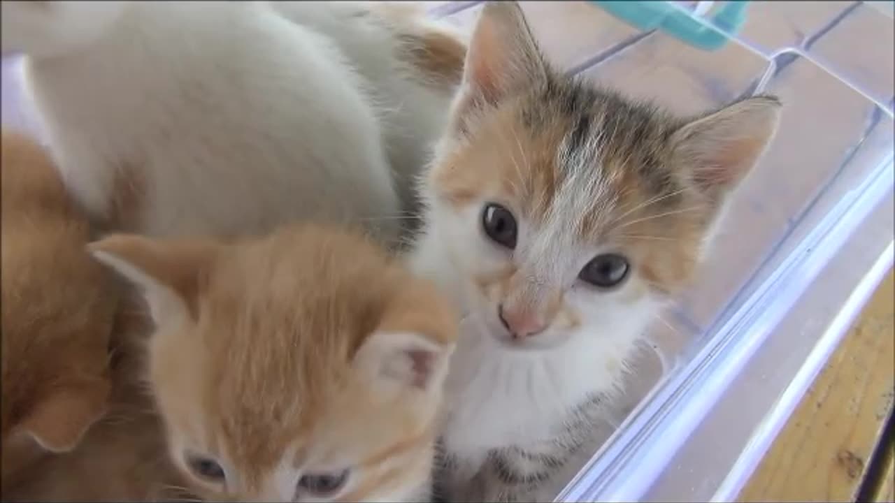 Kittens meowing & playing in tub