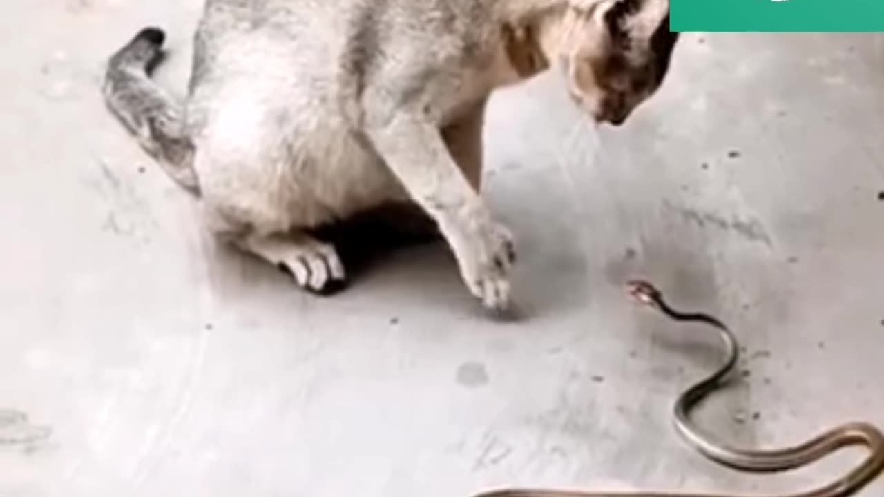 CatvsSnake 🐈vs🐍