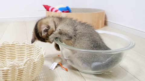 Kitten is playing with moving toys from ball to basket