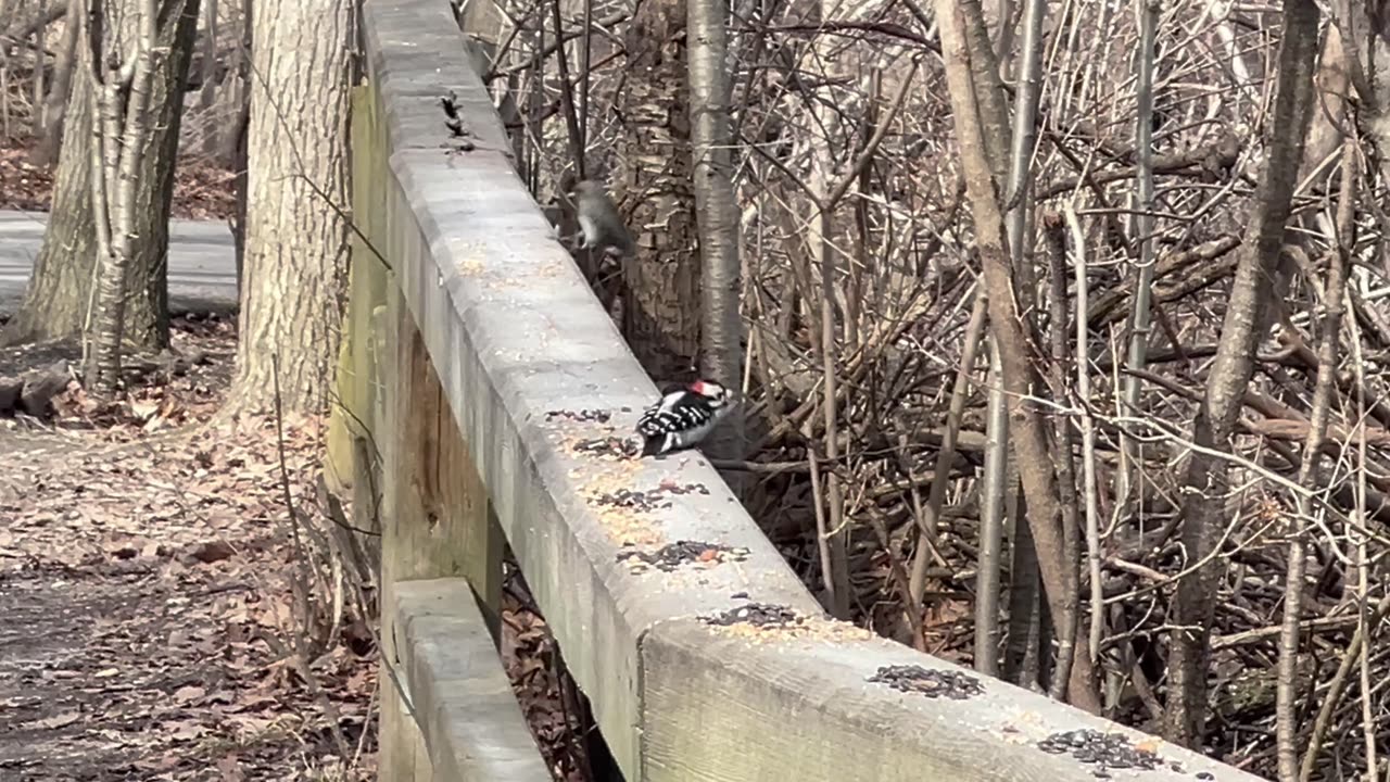 Downy woodpeckers at James Gardens park