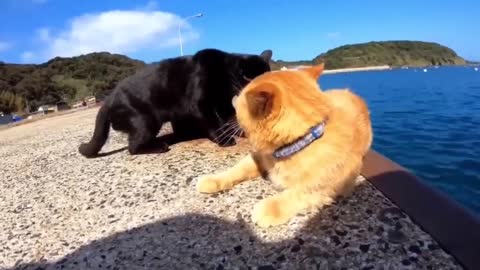 HOUR FUNNY CATS COMPILATION 2022😂_ Funny and Cute Cat Videos😸 ! - 158