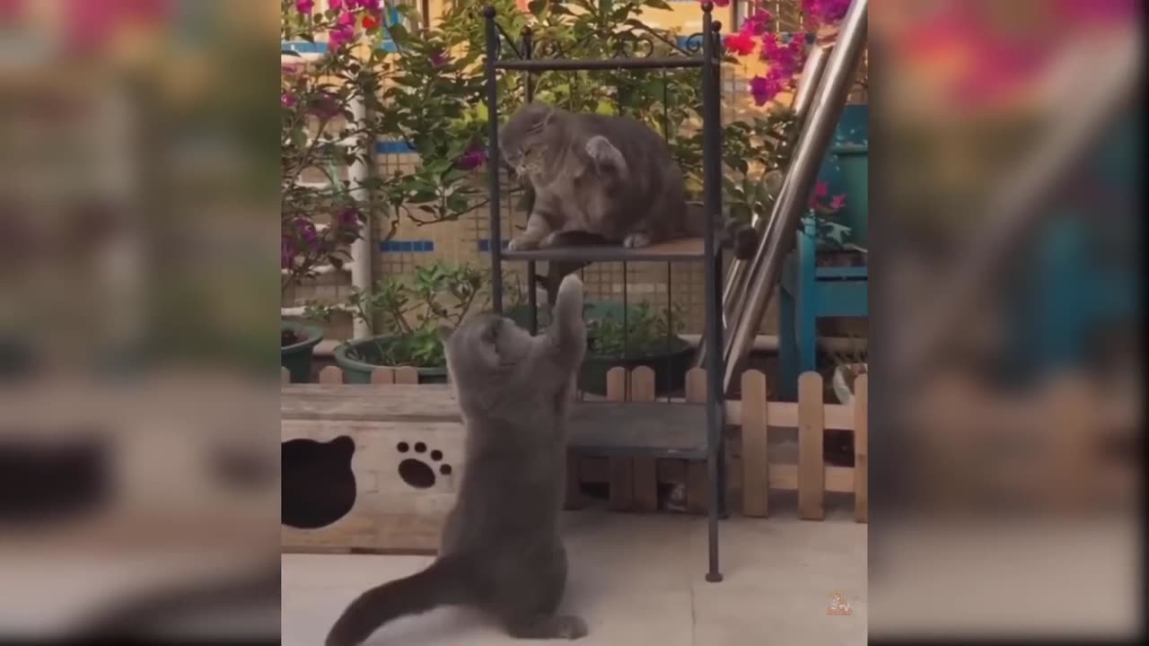 Baby Cats - Cute and Funny Cat Videos Compilation #60 | Aww Animals
