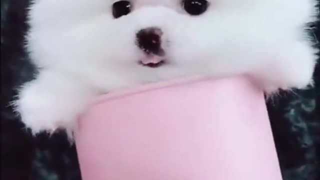 Baby Dogs 🐶 Cute and Funny