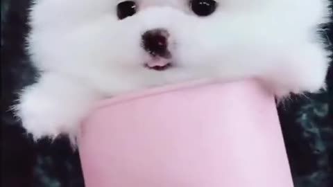 Baby Dogs 🐶 Cute and Funny