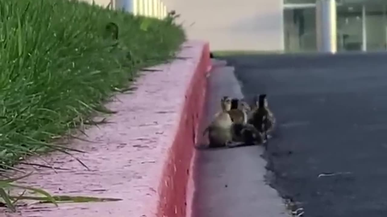 Ducklings Struggle to Climb up Curb While Crossing Street Behind Mother Duck