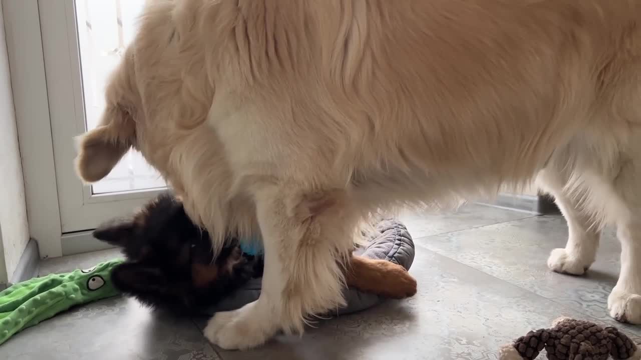 Funny Golden Retriever Playing Like a Little Puppy