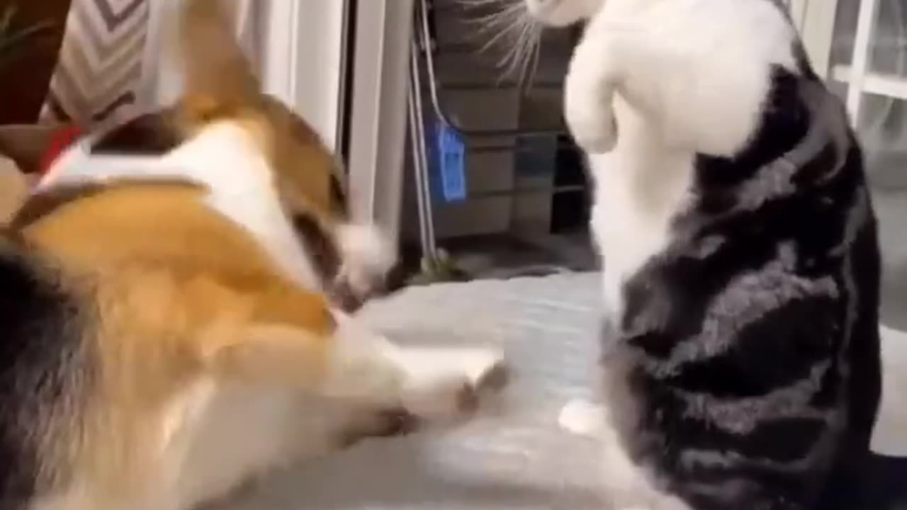 Cat Funny | Cat Cute videos | Cat Funny Videos Cat Funny | Cat Cute videos | Cat Funny Videos