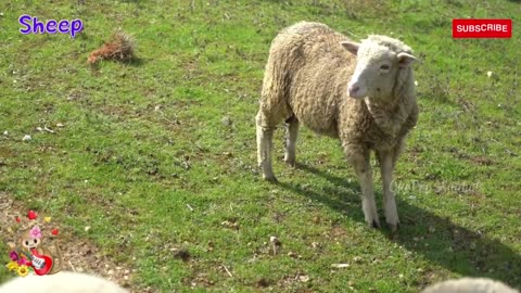 ANIMAL SOUNDS HEARD IN GRAND'S HOUSE: Hamster, Duck, Cow, Cat, Dogc Chicken, Rabbit, Animal Sounds