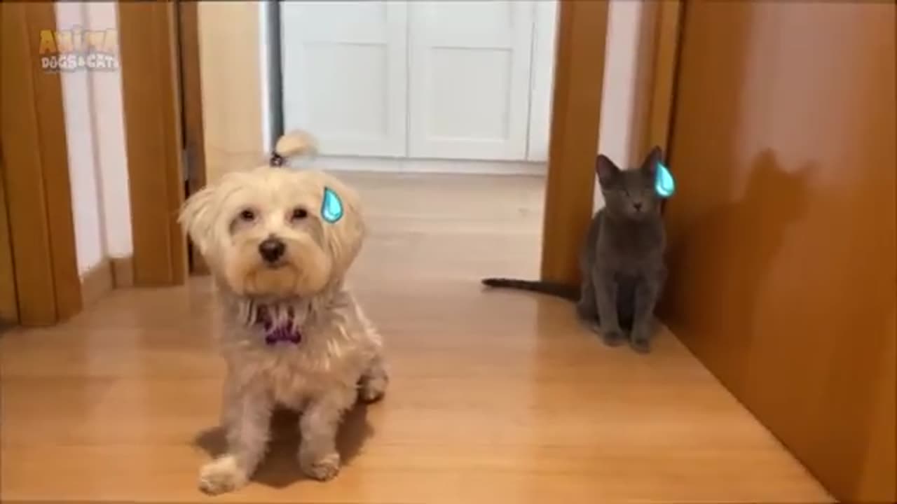little dog