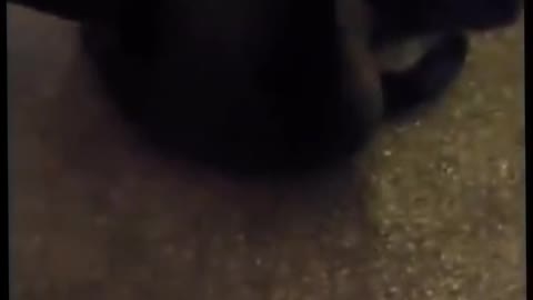 Best Funny Animal Videos Of The 2022