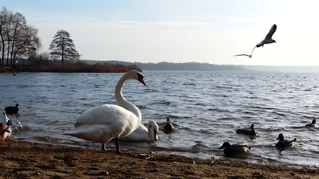 Swan animal