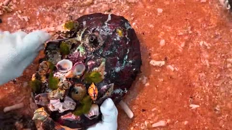 Sea turtle can't move with tons of spines on their shells, Need to remove barnacles that it can live