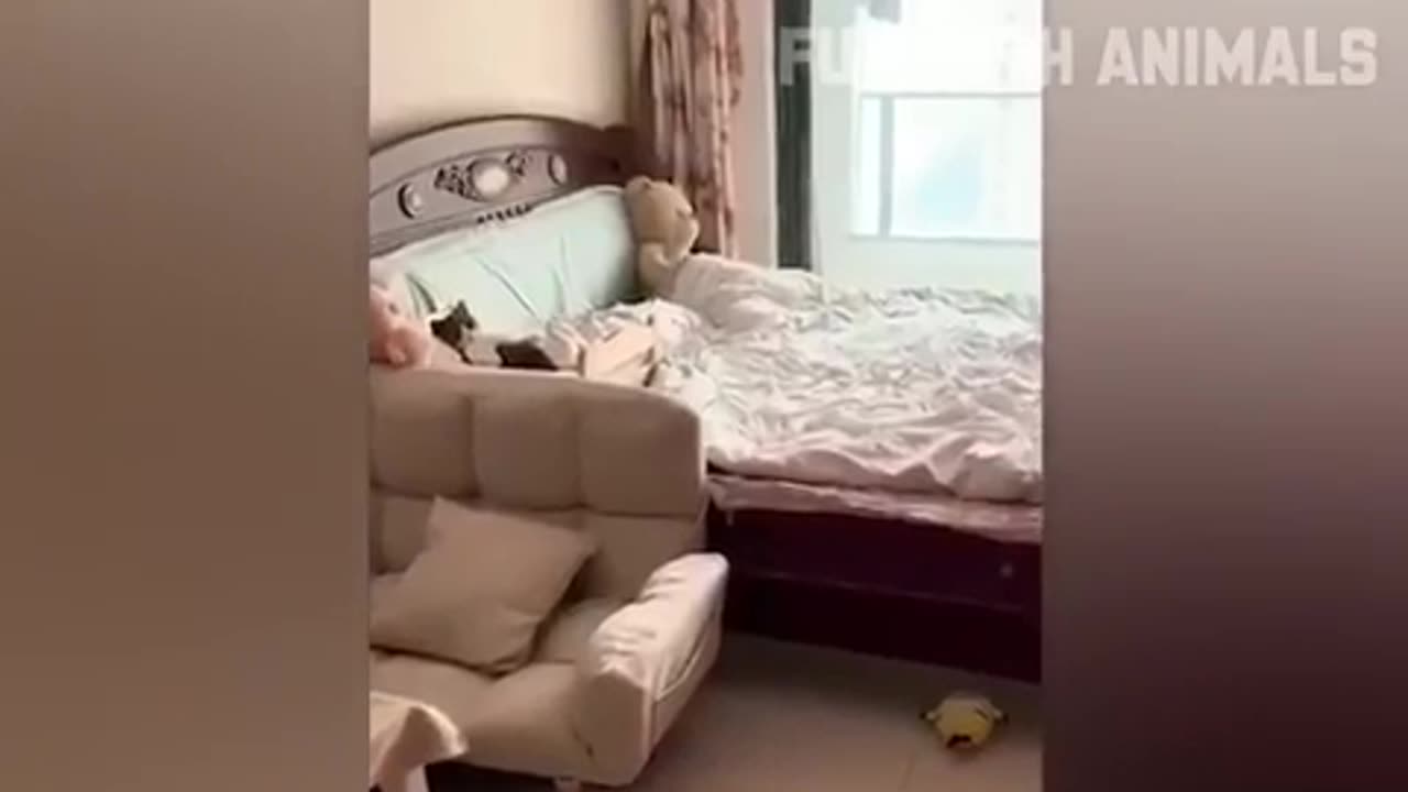 Funniest Animals π Funny Cats and Dogs 2023 πΊπΆ