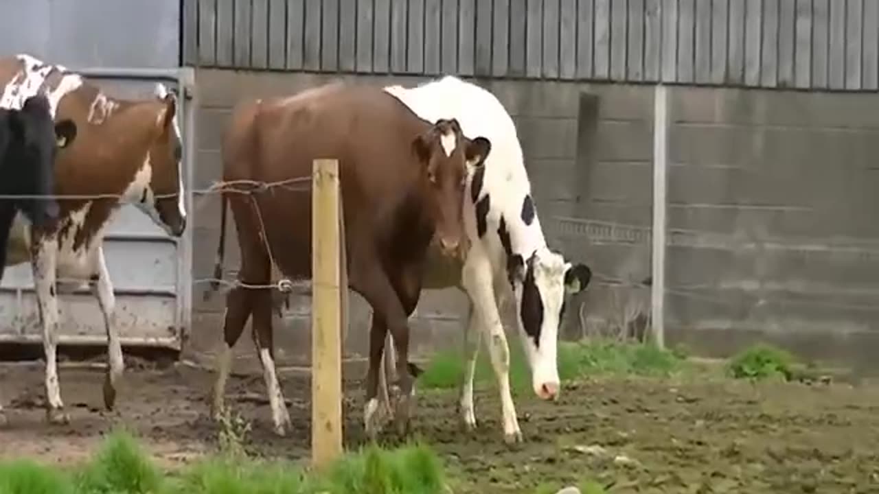 Animels lover funny videos