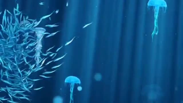 Jellyfish and school of fish are playing