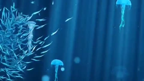 Jellyfish and school of fish are playing