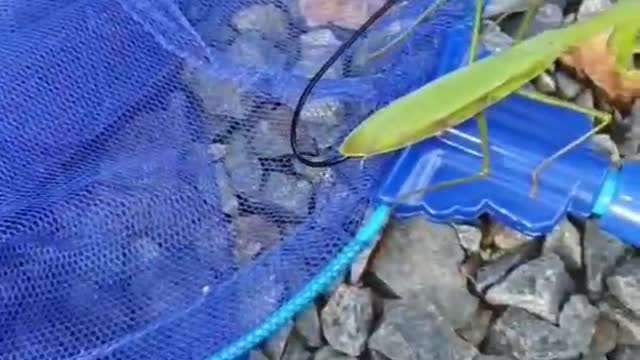 Parasites in the belly