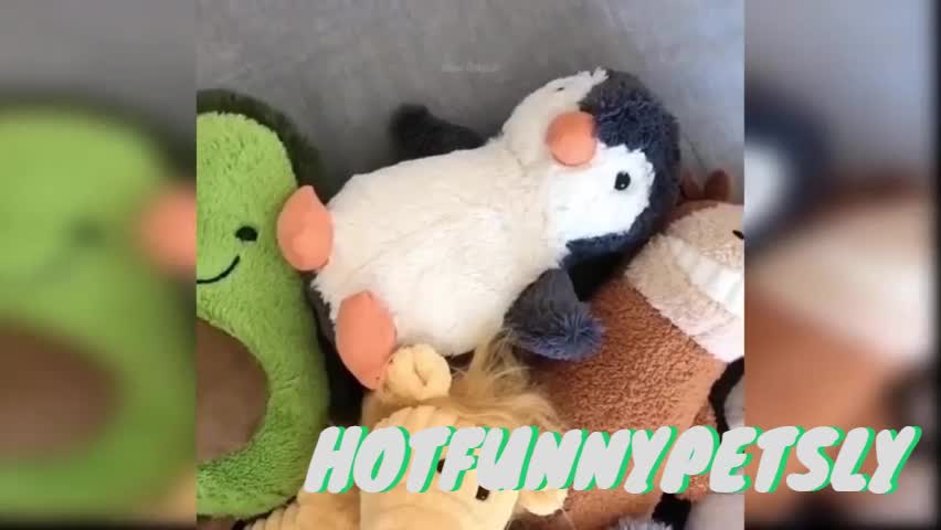 #FunnyCats 7 - Super Cute and Funny Cat------------------Try not to laugh