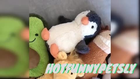 #FunnyCats 7 - Super Cute and Funny Cat------------------Try not to laugh
