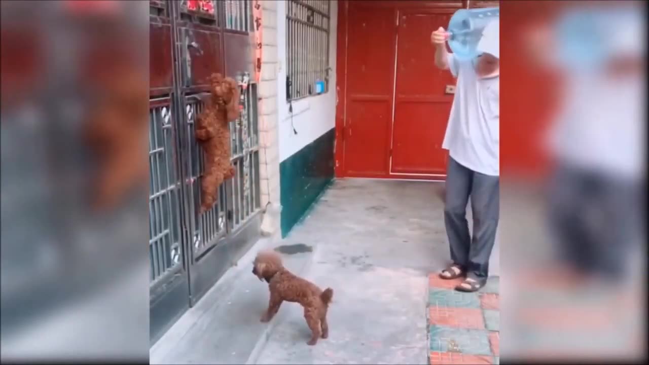 Funny animals videos _ Funniest Dogs And Cats Videos _ Best Funny Videos 2023 (1)