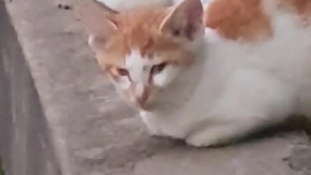 Street cat mothers and kittens