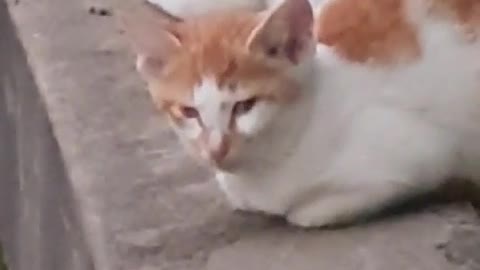 Street cat mothers and kittens