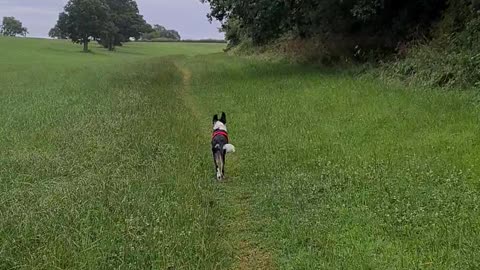 Mylo running