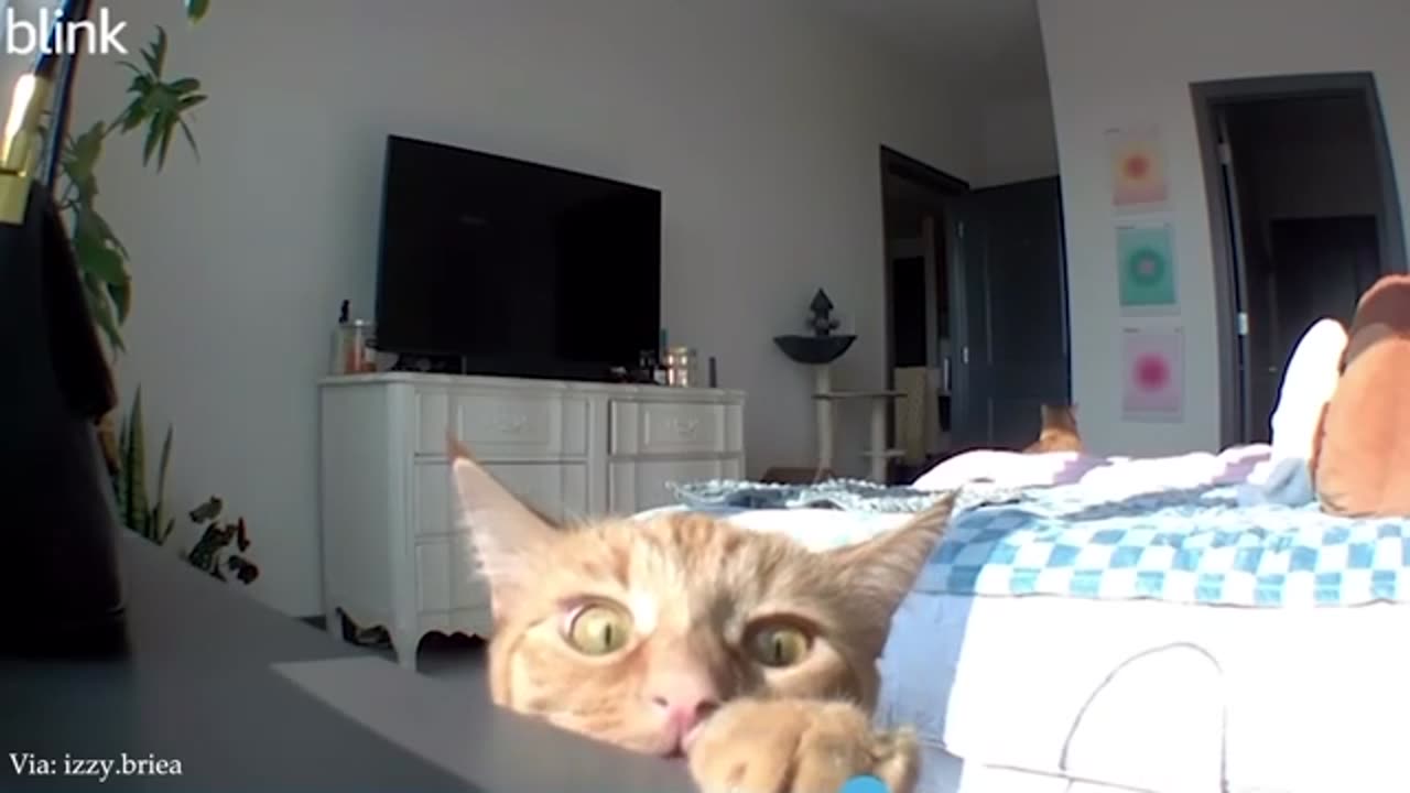 Funniest Animals in the World 2024😹 Try not to Laugh 😂 Funny Videos 😻🐶 | Part 56 😁