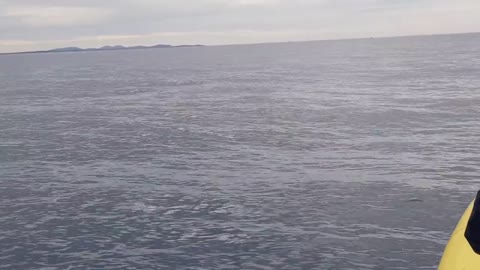 Whale jumps out of nowhere during sight seeing tour.