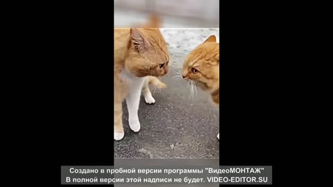 Crazy Russian cats are arguing about something