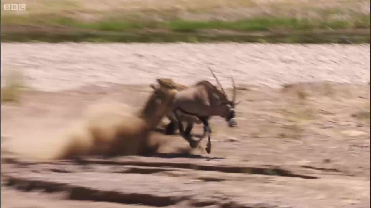 Young Lions Attack Oryx