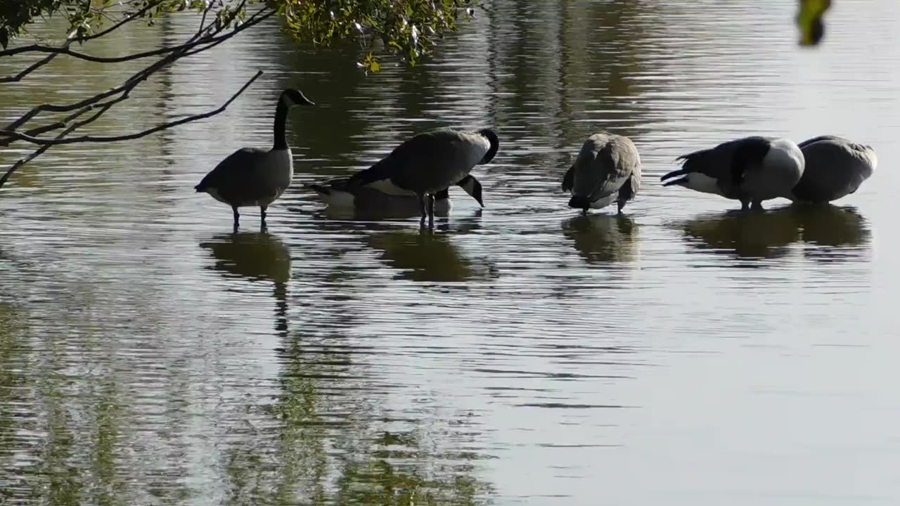 Beautiful birds