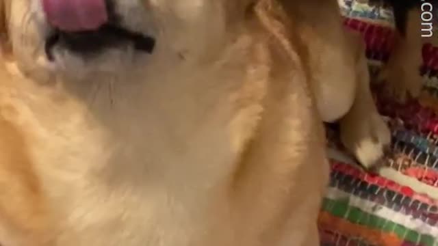 Let's watch the funny moments of dogs,