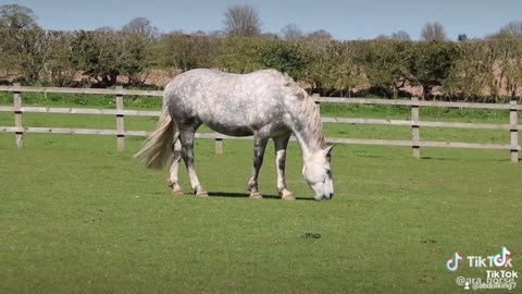 Horses eat