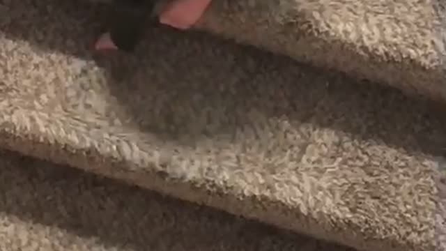 Baby Takes a Tumble Down Stairs