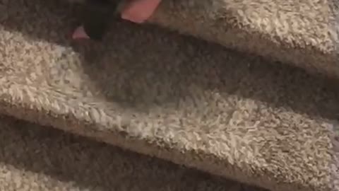 Baby Takes a Tumble Down Stairs