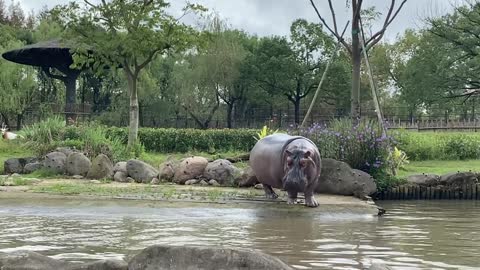 A hippopotamus