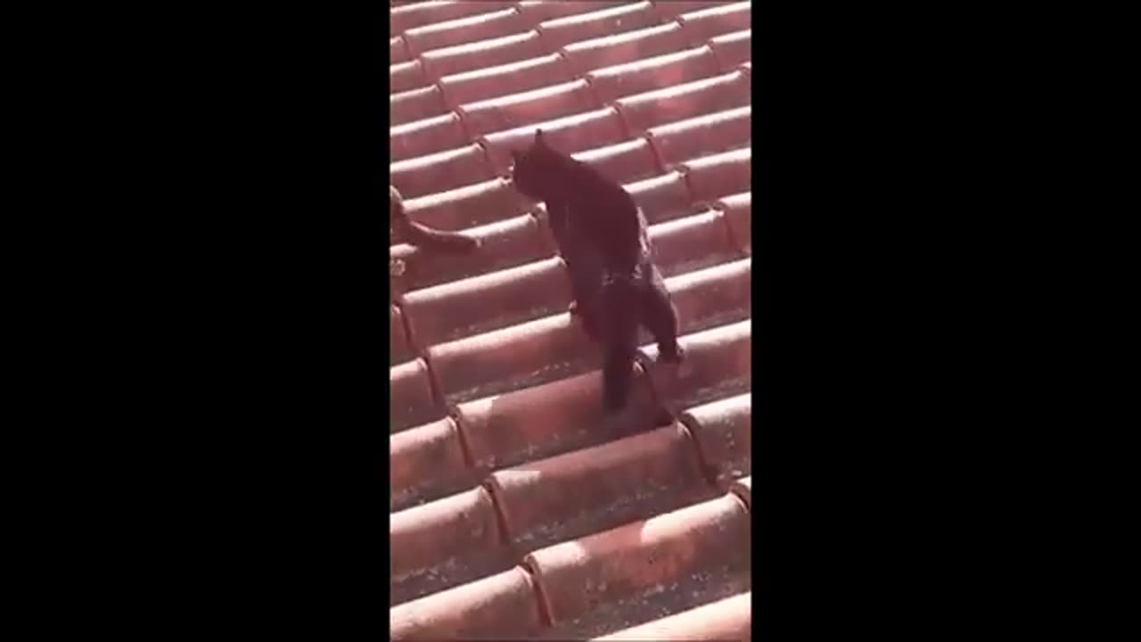 Funny cats / dogs - Funny animal videos 2023