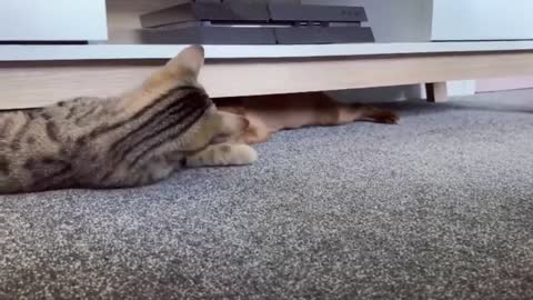 Adorable Dog And Cat Fighting Under The Sofa