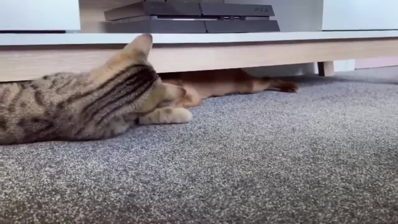 Adorable Dog And Cat Fighting Under The Sofa