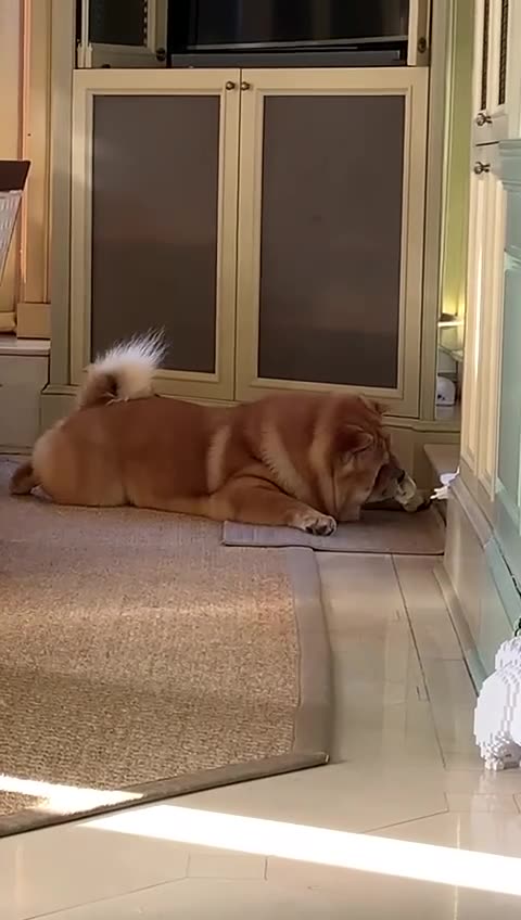 20211118文贵先生GETTR⁵：自娱自乐模式启动🤣🤣🤣🤣🤣