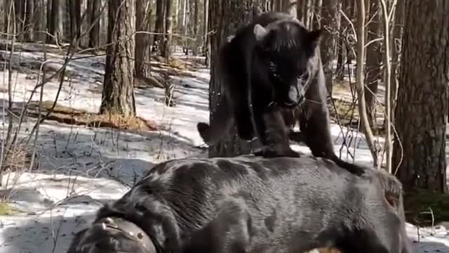 Black Panther Luna vs rottweiler #shorts #trending