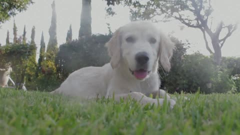 Brave dog watching home